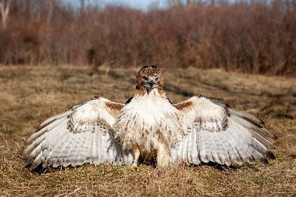 gyr7umu